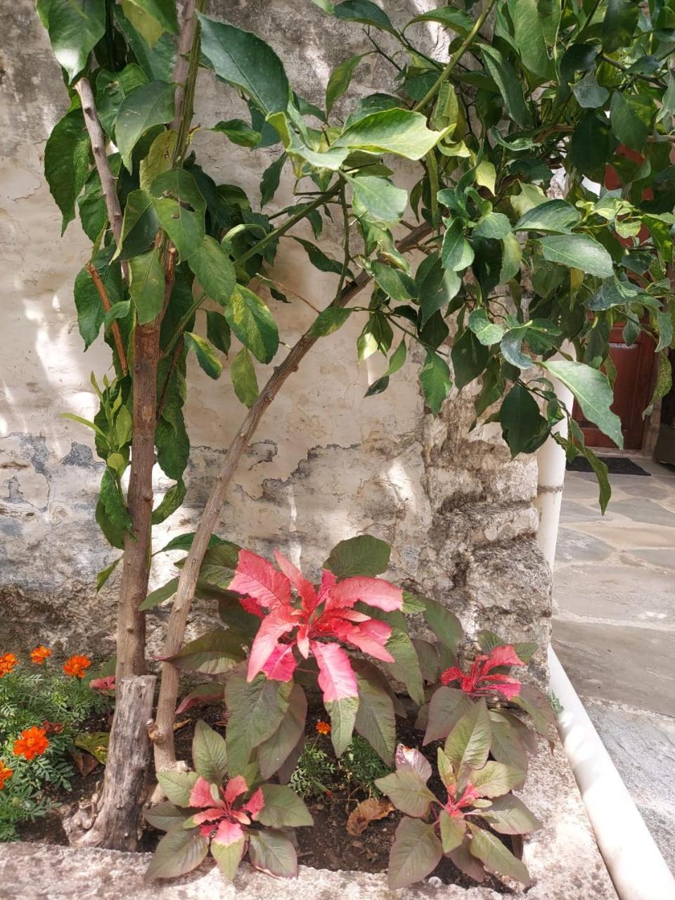 Traditional House Shapllo Gjirokaster Luaran gambar